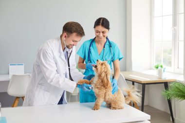 Gülümseyen erkek veteriner maltipoo köpeğini inceliyor, veteriner kliniğinde sağlık kontrolü sırasında kalp atışlarını dinliyor. Neşeli veteriner hemşire veteriner ameliyatında sevimli kürklü bir hayvanı masaya koydu..