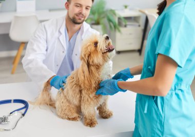 Dost canlısı veteriner erkek doktor ve hemşire modern veteriner kliniğinde köpeğini muayene ediyorlar. Sağlık kontrolü için veteriner muayenehanesinde evcil hayvan. Hayvan sağlığı ve bakım konsepti.