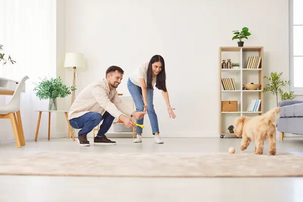 stock image Young couple, happy family playing with cute pet puppy at home, childfree spouses enjoy time together having fun with small pedigreed dog on carpet, indoor leisure activity in new modern living room