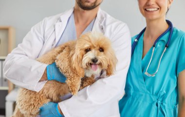 Veterinerler, hayvan kliniğine yapılan teşhis ziyareti sırasında küçük şirin köpeklere bakarlar. Steteskoplu iş üniforması önlüklerinde kürklü maltipoo ya da cavapoo bulunur. Hayvan sağlığı kavramı