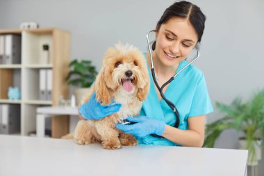 Veteriner doktor ya da hemşire, veteriner kliniğinde stetoskop kullanan bir köpeğe sağlık kontrolü yapar. Sağlık bakımı uzmanı, evcil hayvan sağlığını ve sağlığını kapsamlı bir muayene yoluyla sağlar..