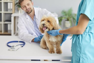 Laboratuvar önlüklü gülümseyen erkek veteriner veteriner veteriner veteriner muayenesinde maltipoo köpeğini incelerken dikkatli ol. Doktora yardım eden bayan veteriner. Masada oturan sevimli tüylü bir evcil hayvan..