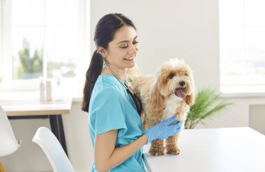 Veteriner doktor veya hemşire stetoskop kullanarak ve sağlık desteği sağlayarak veteriner hastanesinde bir köpeğe tıbbi muayene yapar. Kontrol sırasında evcil hayvana iyi bakılır..