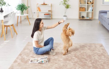 Kadın evde yerde oturuyor, antrenman yapıyor ya da oyuncakla köpekle oynuyor. Evcil hayvan sahibi, hayvan arkadaşıyla eğlenceli ve etkileşimli aktiviteler yaparak kaliteli zaman geçirmekten hoşlanır..