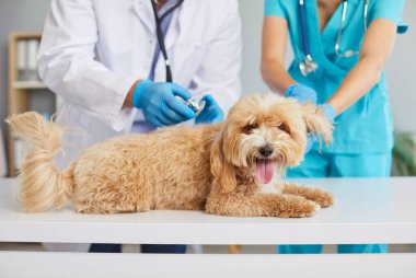 Modern veteriner kliniğinde, veteriner doktor ve kadın hemşireyle check-up yaptırmak için kameraya bakan sevimli bir evcil köpek. Hayvan bakımı, veteriner yardımı ve hayvan sağlığı konsepti.