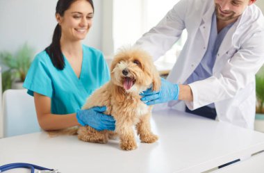 Veteriner erkek doktor, muayene masasında köpek yavrusuyla mutlu veteriner kliniği hemşiresi hayvan soyağacı köpeği, tıbbi tedavi, önleyici tıp, mesleki teşhis ve evcil hayvan kontrolü