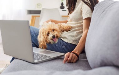 İnternette dizüstü bilgisayar seyreden bir kadın, sevimli bir evcil köpeği olan mutlu bir kız, birlikte vakit geçirmenin tadını çıkarıyor, kanepenin üzerinde küçük soylu bir köpekle eğleniyor, veteriner bilgilerini arıyor, internetteki arkadaşlarını arıyor.