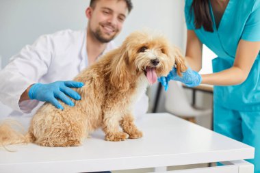 Modern veteriner kliniğinde, gülümseyen genç adam veteriner doktor ve kadın hemşireyle kontrol için sevimli, küçük bir evcil köpek. Hayvan muayenesi ve veterinerlik yardımı ve sağlık hizmetleri kavramı.