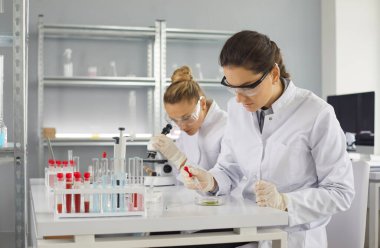 Two Caucasian women virologists work together and do research in a medical laboratory. Woman checks cell samples in a petri dish while her colleague does a blood test under a microscope.