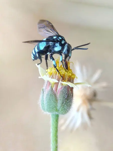 Μια Μπλε Μέλισσα Σκαρφαλωμένη Ένα Κίτρινο Λουλούδι — Φωτογραφία Αρχείου