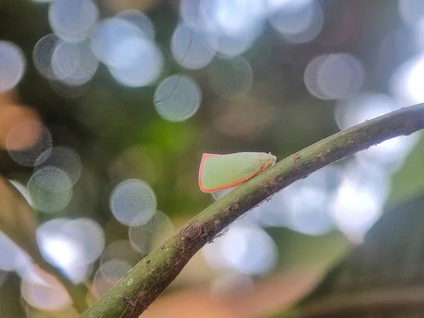 Schmetterling Auf Grünem Blatt Flora Und Fauna — Stockfoto
