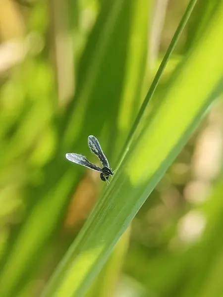Libelle Auf Einem Blatt — Stockfoto