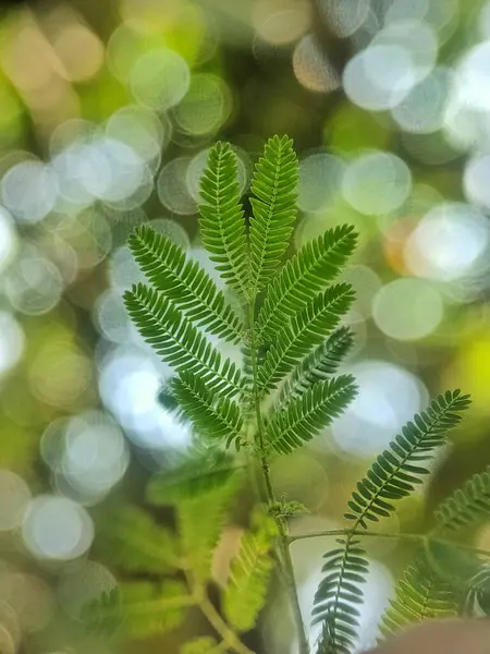 Daun Pakis Flora Dan Dedaunan — Stok Foto