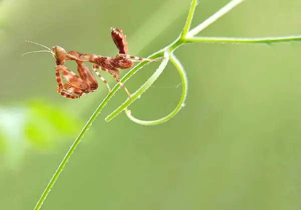 Close Spider Branch — Stock Photo, Image