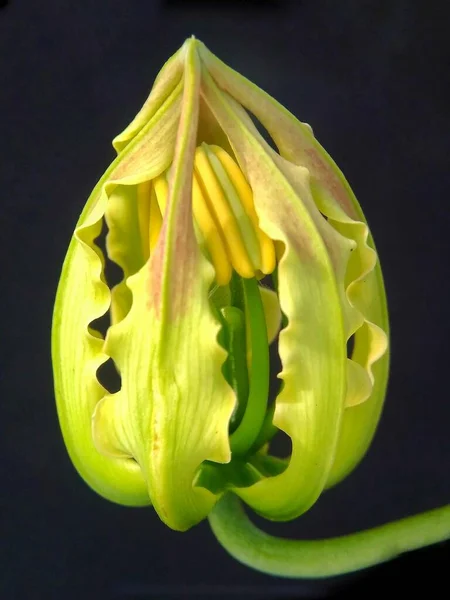 Közel Egy Virág Kertben — Stock Fotó