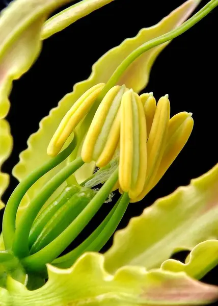Flor Verde Flora Follaje — Foto de Stock