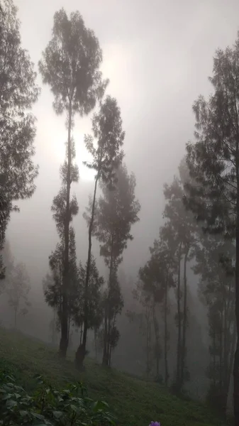 Hermoso Paisaje Con Una Niebla —  Fotos de Stock