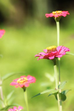 Bahçedeki güzel çiçekler