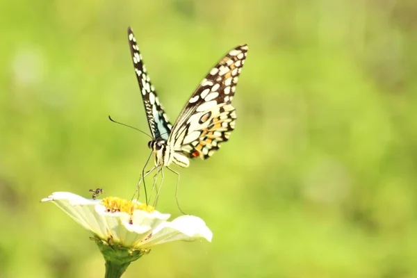 花に美しい蝶 — ストック写真
