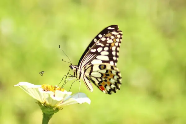 Schöner Schmetterling Garten — Stockfoto