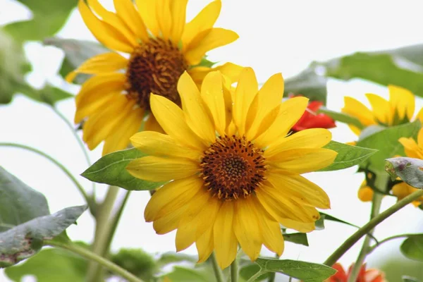 Sunflowers Garden — Stock Photo, Image