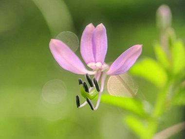 Bahçedeki güzel çiçekler