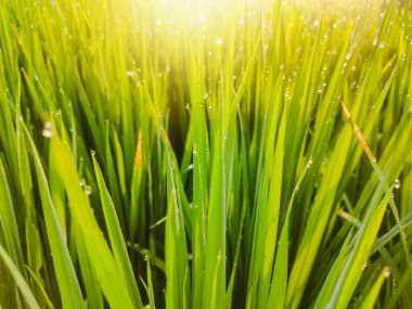 Çiyli yeşil çimen.