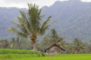 Bali, Endonezya 'daki pirinç tarlaları.