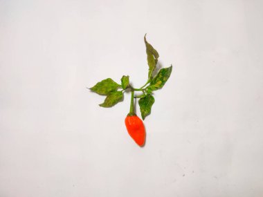 Beyaz arkaplanda kırmızı biber