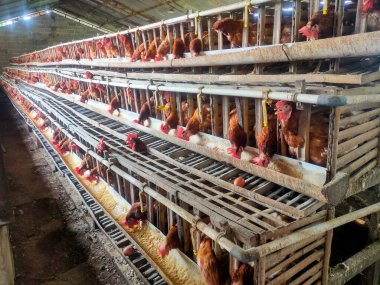 Çiftlikte tavuk ve tavuk