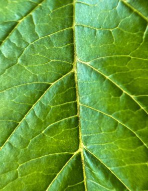 Yeşil yaprak dokusu, kapat. arka plan, doku. makro.