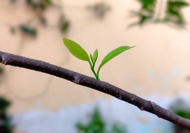 ağaç dalı yeşil yaprak