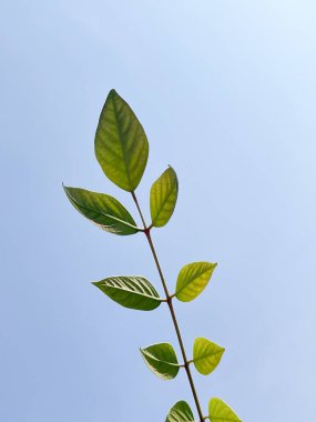 Bahçede yeşil yapraklar