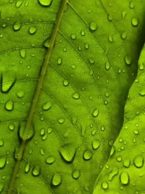 Yeşil yaprağa su damlası