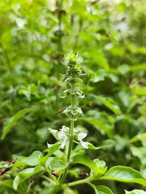 Ormandaki yabani çiçek