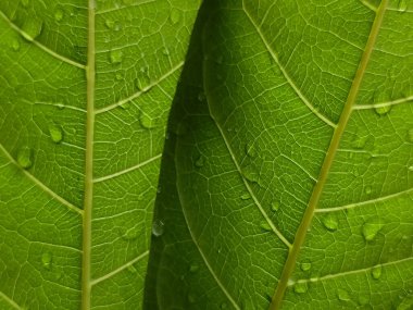 Yaklaş - yeşil yaprağın üzerine su damlaları damlıyor