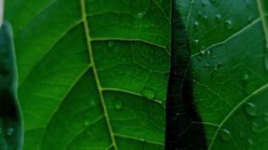 Arkaplanda su damlası olan yeşil yaprağı kapat