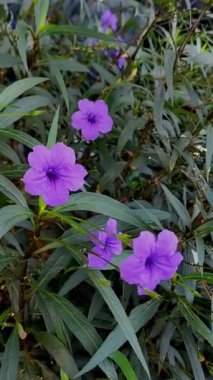 Bahçedeki güzel çiçekler