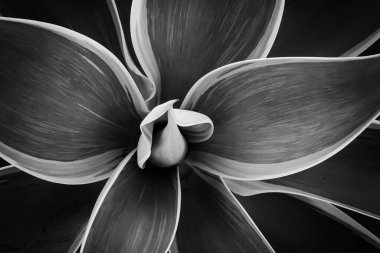 Agave 'ın üst görüntüsü ayrıntıları bırakır. Ejderha bitkisi Kaktüs doğal soyut çiçek desenli arka plan. Koyu renk. Siyah ve beyaz ton. Desenli.