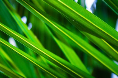 Palmiye yeşili yaprakların çapraz konumu. Seçici odaklanma. Arka plan bulanık. Yakın çekim.