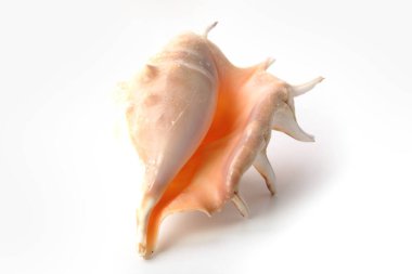 Deniz kabuğu beyaz arkaplanda izole edilmiş.