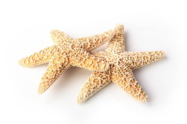 Beyaz arka planda izole edilmiş denizyıldızı