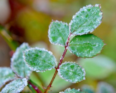 Soğukta yeşil yaprak