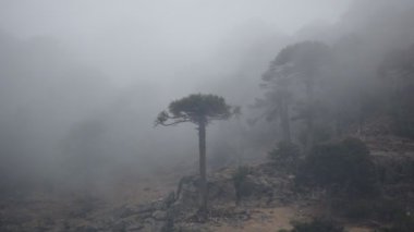 Araucaria çam ağaçları sabah sisli dağda