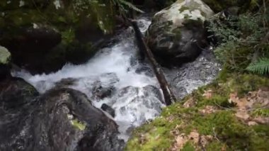 Patagonya Ormanında Şelale