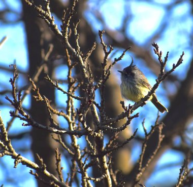Bir ağacın dalındaki Anairetes parulus kuşu, kışın küçük bir ağaç.