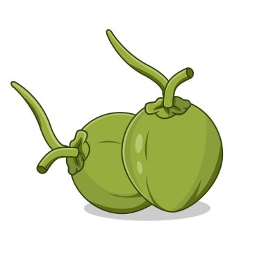 Saplı iki yeşil hindistan cevizi vektör Illustration Çizgi Film Tasarımı