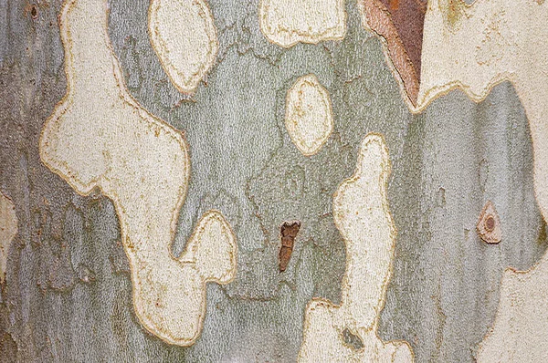 あなたの在庫代理店の必要性のための最高の木の樹皮の質の写真を発見して下さい 私達の高解像度のイメージはさまざまな設計プロジェクトのために完全な木の樹皮の複雑な細部そして自然の美を捕獲します — ストック写真
