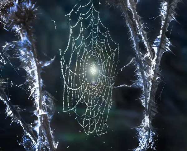 Capture the spooky essence of Halloween with our captivating abstract photograph of a spiderweb draped between two thistles on a frosty winter morning. This hauntingly beautiful image is perfect for Halloween-themed stock agencies, providing a unique
