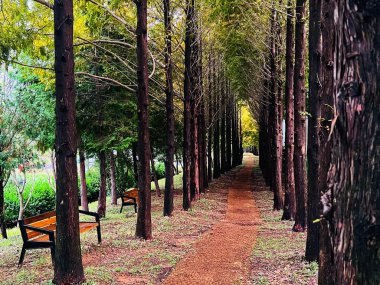 Bir bahçe yolu, çam ağaçları ve dinlendirici bir sandalye.